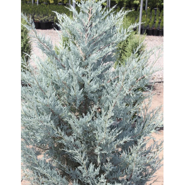 JUNIPERUS scopulorum MOONGLOW