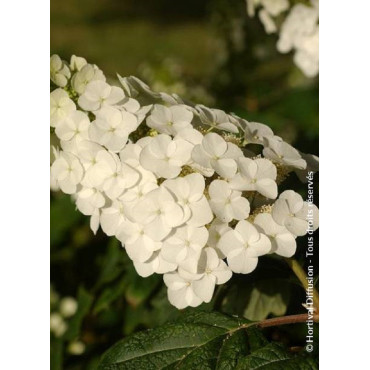 HYDRANGEA quercifolia APPLAUSE