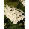 HYDRANGEA quercifolia APPLAUSE