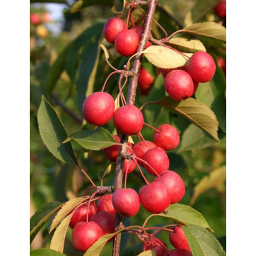 MALUS PROFUSION