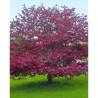 MALUS PROFUSION