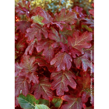 HYDRANGEA quercifolia JETSTREAM