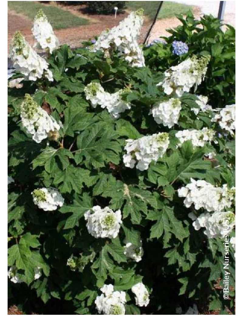 HYDRANGEA quercifolia JETSTREAM