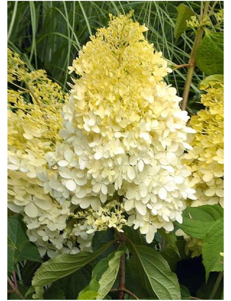 HYDRANGEA paniculata LIMELIGHT