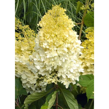 HYDRANGEA paniculata LIMELIGHT