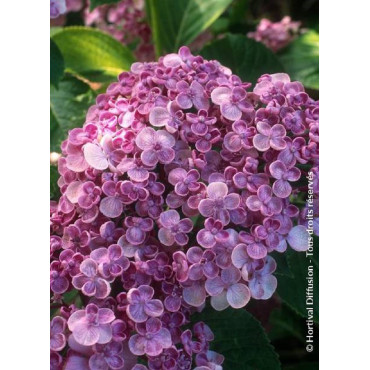 HYDRANGEA macrophylla AYESHA