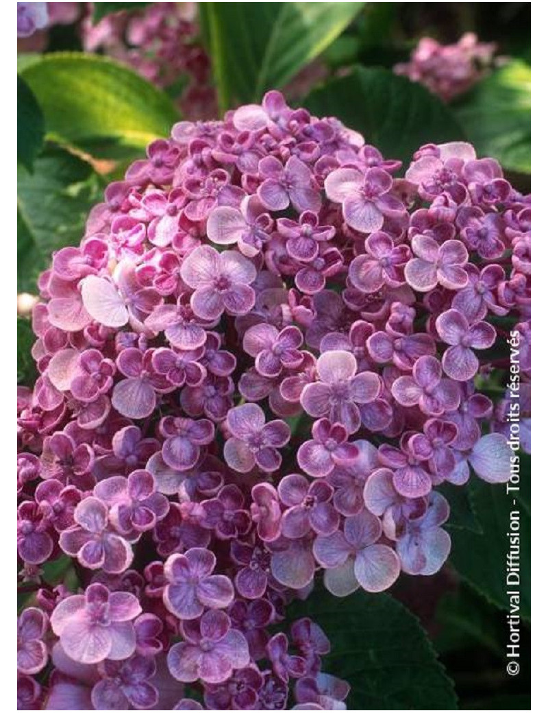 HYDRANGEA macrophylla AYESHA