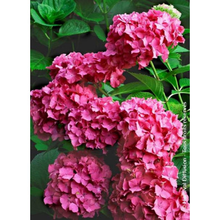 HYDRANGEA macrophylla CONSTELLATION