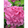 HYDRANGEA DOLCE FARFALLE