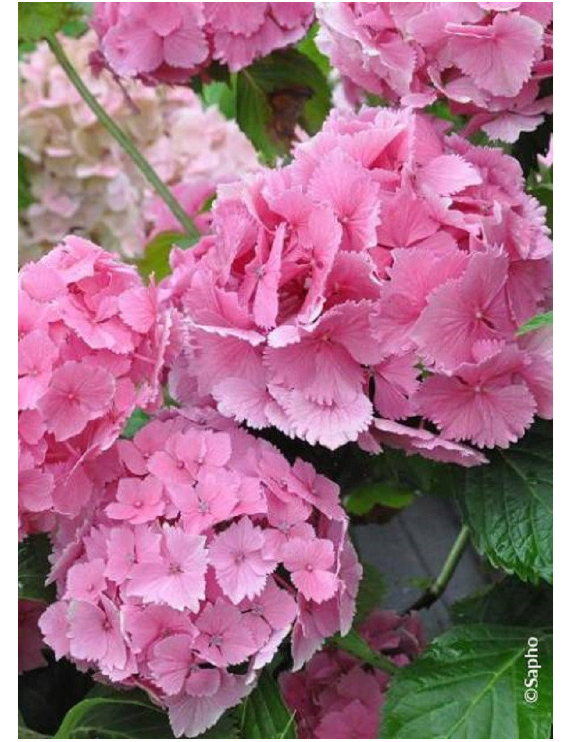 HYDRANGEA DOLCE FARFALLE