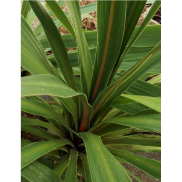 CORDYLINE australis PEKO