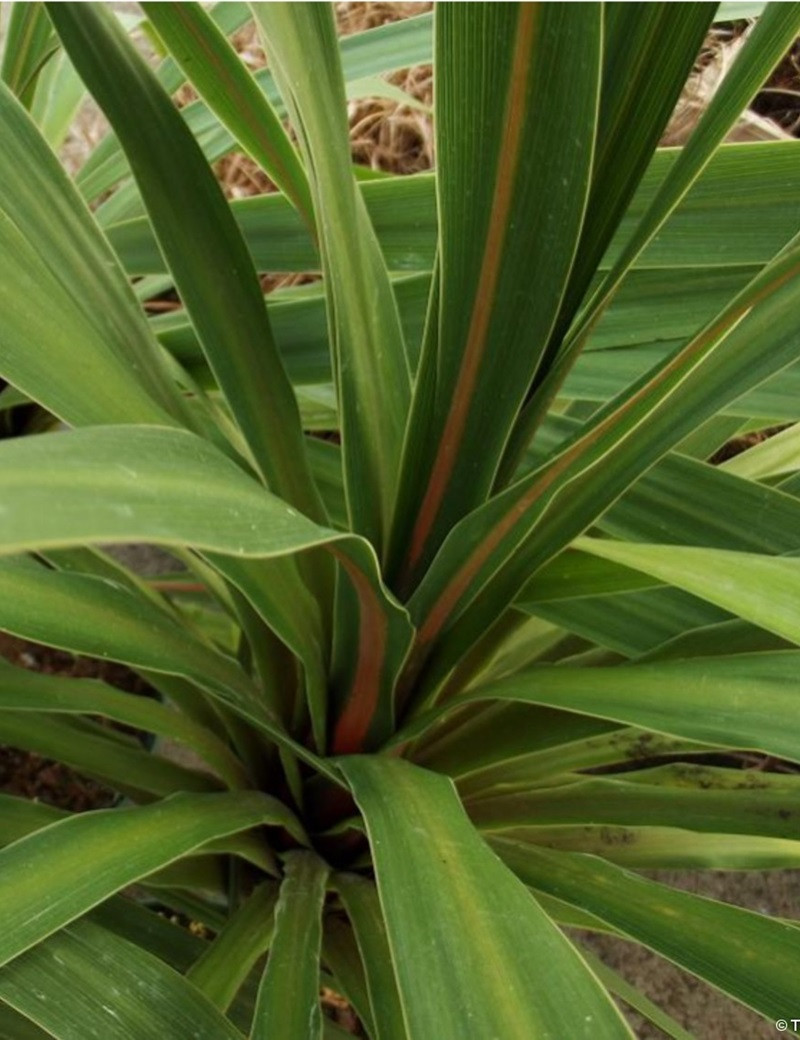 CORDYLINE australis PEKO