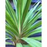 CORDYLINE australis PEKO