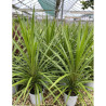 CORDYLINE australis PEKO