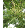 AILANTHUS altissima