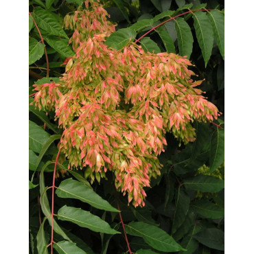 AILANTHUS altissima