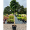 BETULA pendula MAGICAL GLOBE En pot de 25-30 litres forme tige hauteur du tronc 180-200 cm