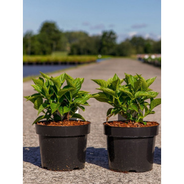 HORTENSIA En pot de 4-5 litres