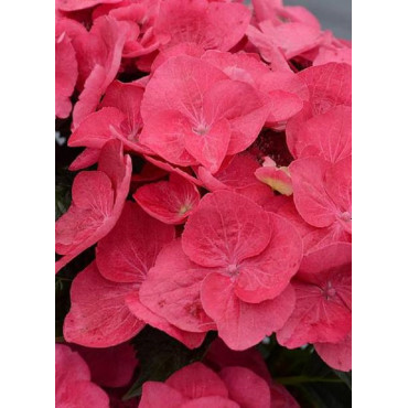 HYDRANGEA DOLCE FRAGOLA