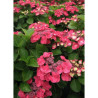 HYDRANGEA DOLCE FRAGOLA