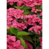 HYDRANGEA DOLCE FRAGOLA