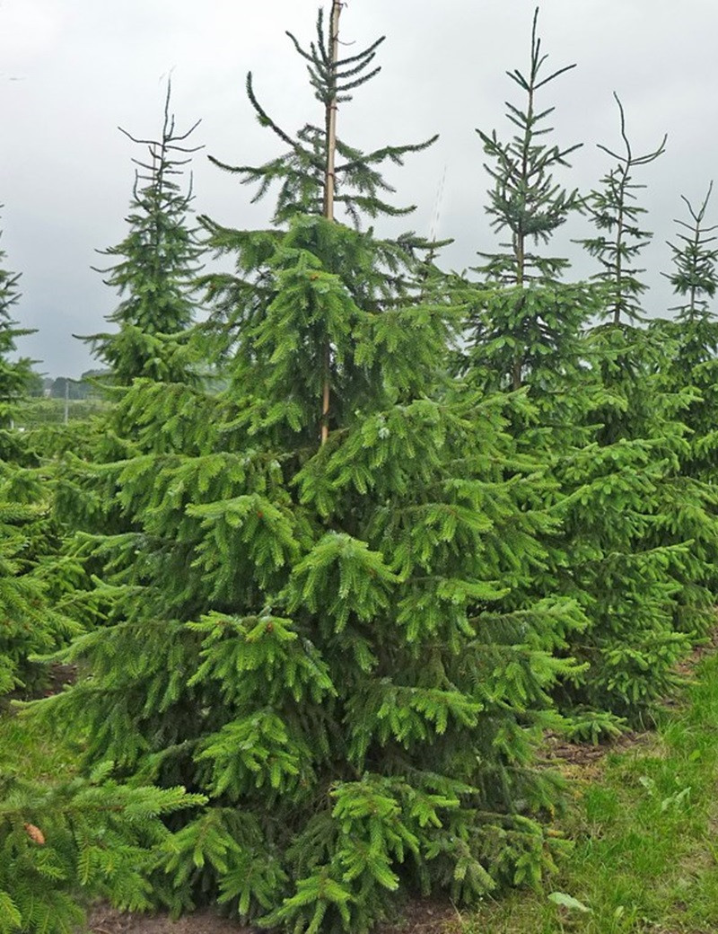 PICEA omorika (Épicéa de Serbie)