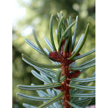 PICEA omorika (Épicéa de Serbie)