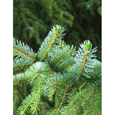 PICEA omorika (Épicéa de Serbie)