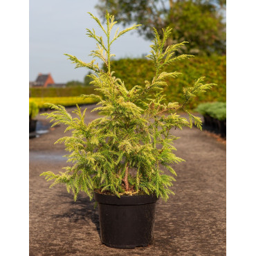 CRYPTOMERIA japonica SEKKAN SUGI En pot de 10-12 litres