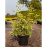 CRYPTOMERIA japonica SEKKAN SUGI En pot de 10-12 litres