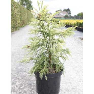 CRYPTOMERIA japonica SEKKAN SUGI En pot de 15-20 litres