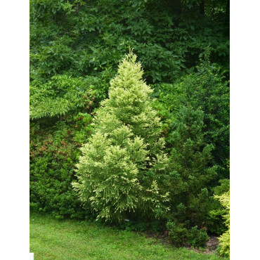 CRYPTOMERIA japonica SEKKAN SUGI