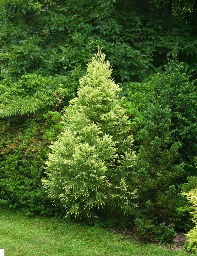 CRYPTOMERIA japonica SEKKAN SUGI