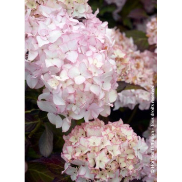 HYDRANGEA DOLCE FRANCE