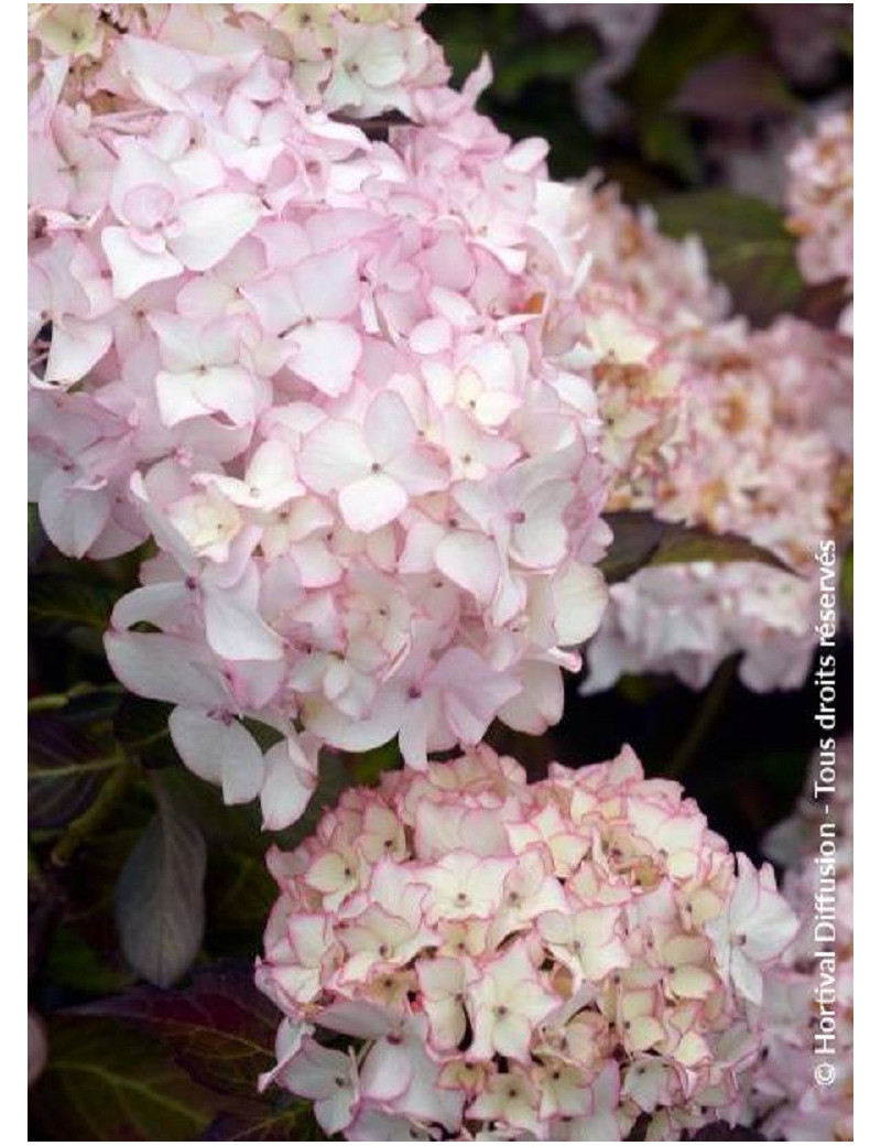 HYDRANGEA DOLCE FRANCE