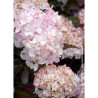 HYDRANGEA DOLCE FRANCE