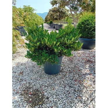 DISTYLIUM myricoides BLUE CASCADE En pot de 30-35 litres