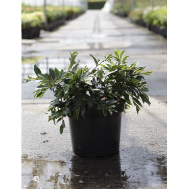 DISTYLIUM myricoides BLUE CASCADE En pot de 10-12 litres