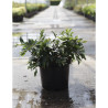 DISTYLIUM myricoides BLUE CASCADE En pot de 10-12 litres