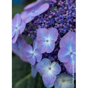 HYDRANGEA ENDLESS SUMMER POP STAR BLEU