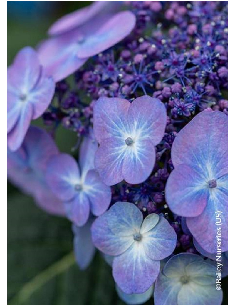 HYDRANGEA ENDLESS SUMMER POP STAR BLEU