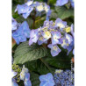 HYDRANGEA ENDLESS SUMMER POP STAR BLEU