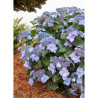 HYDRANGEA ENDLESS SUMMER POP STAR BLEU