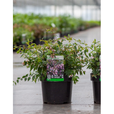 ABELIA EDWARD GOUCHER En pot de 3-4 litres