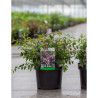 ABELIA EDWARD GOUCHER En pot de 3-4 litres