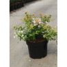 ABELIA CARAMEL CHARM En pot de 3-4 litres