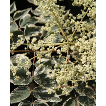 ARALIA elata VARIEGATA