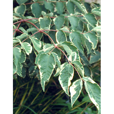 ARALIA elata VARIEGATA