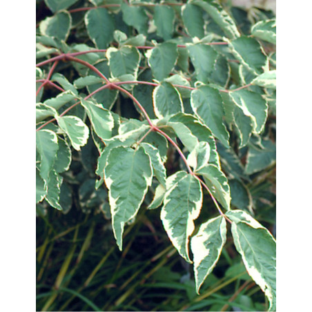 ARALIA elata VARIEGATA