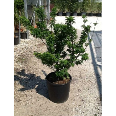 ACER palmatum SHISHIGASHIRA En pot de 15-20 litres